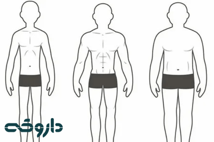 اکتومورف (Ectomorph):