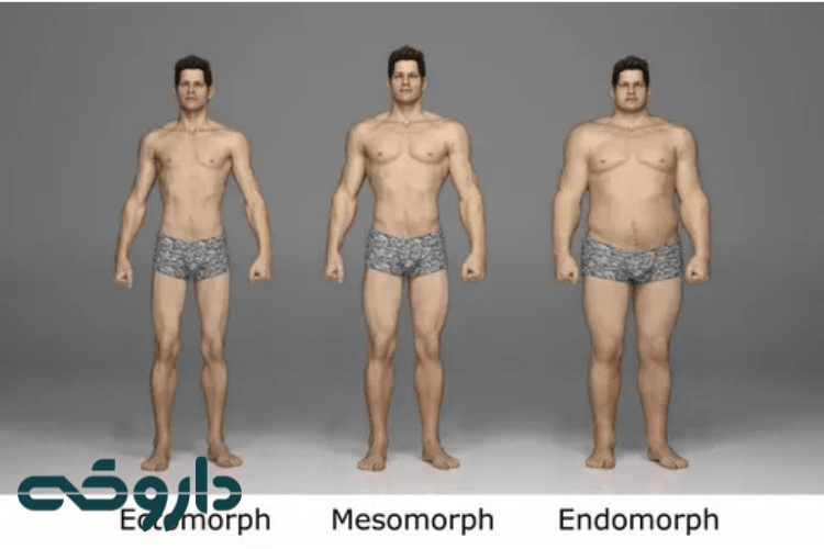 اکتومورف (Ectomorph)